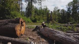 Best Tree Preservation Services  in Vail, AZ