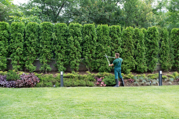 Best Lawn Irrigation Installation and Maintenance  in Vail, AZ